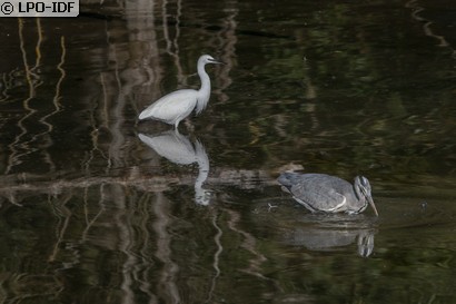 Aigrette garzette