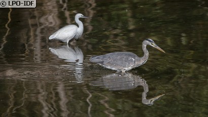 Aigrette garzette