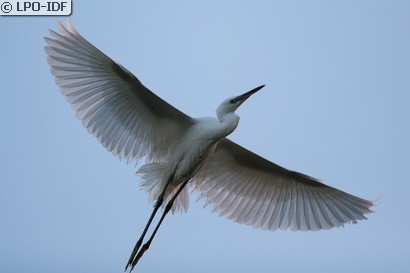 Aigrette garzette