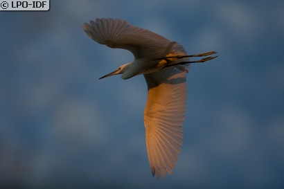 Aigrette garzette
