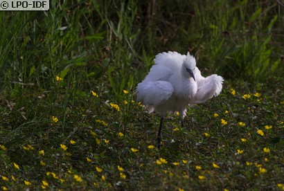 Aigrette garzette