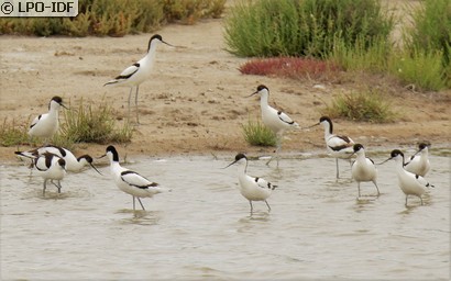 Avocette élégante