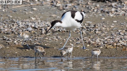 Avocette élégante
