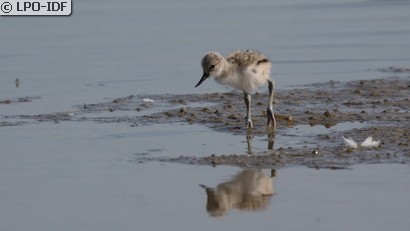 Avocette élégante
