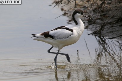 Avocette élégante