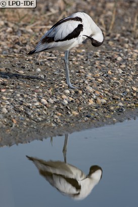 Avocette élégante