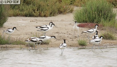 Avocette élégante