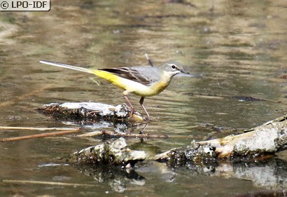 Bergeronnette des ruisseaux