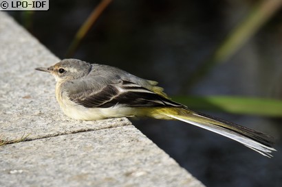 Bergeronnette des ruisseaux