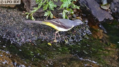 Bergeronnette des ruisseaux
