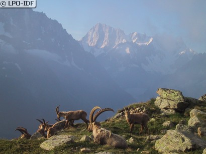 Bouquetin des Alpes