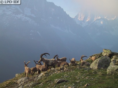 Bouquetin des Alpes