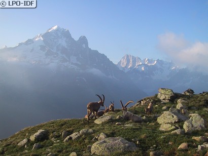 Bouquetin des Alpes