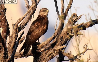 Buse variable