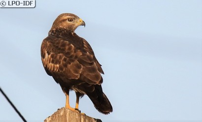 Buse variable