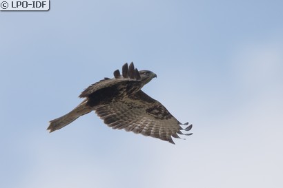 Buse variable