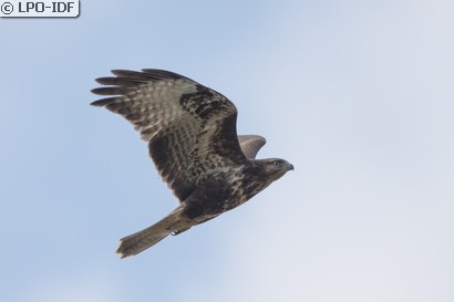 Buse variable
