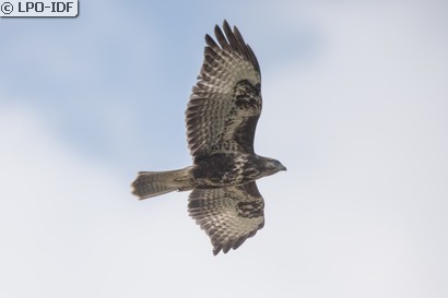 Buse variable