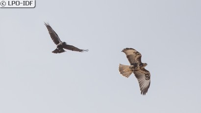Buse variable