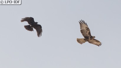 Buse variable
