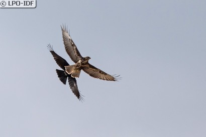 Buse variable