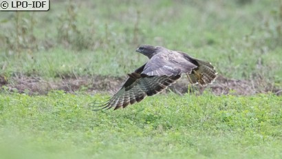 Buse variable