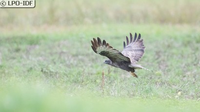 Buse variable