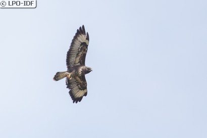 Buse variable