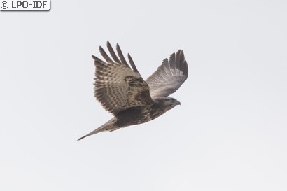 Buse variable