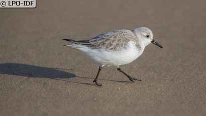 Bécasseau sanderling