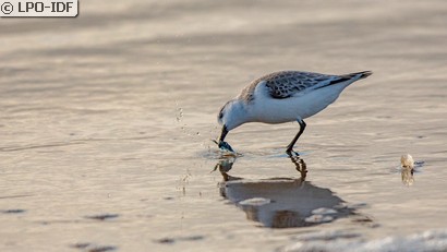 Bécasseau sanderling