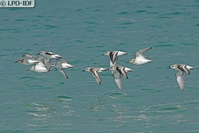 Bécasseau sanderling