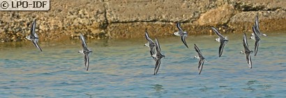 Bécasseau sanderling
