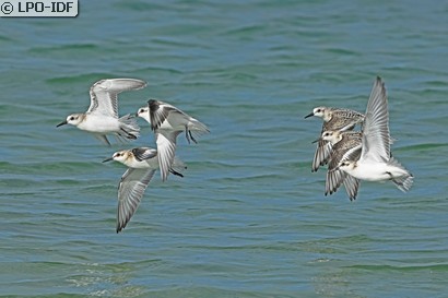 Bécasseau sanderling