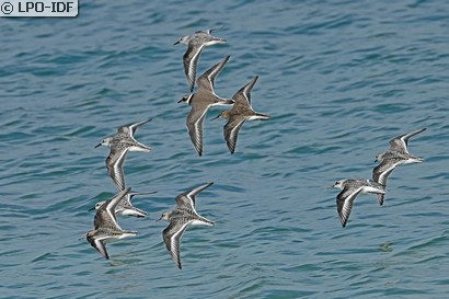 Bécasseau sanderling