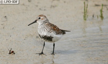 Bécasseau variable