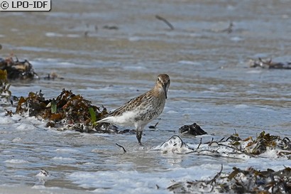 Bécasseau variable
