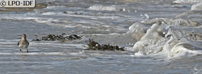 Bécasseau variable