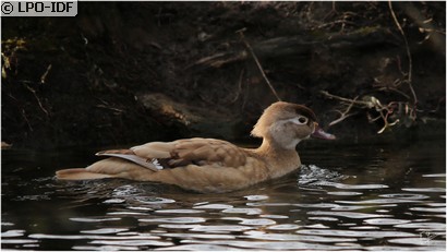 Canard carolin