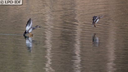 Canard chipeau