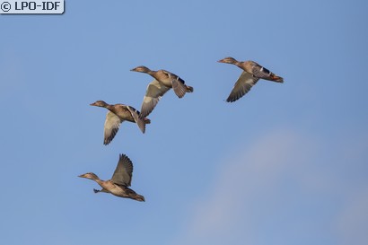 Canard colvert