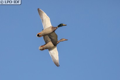 Canard colvert