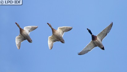 Canard colvert