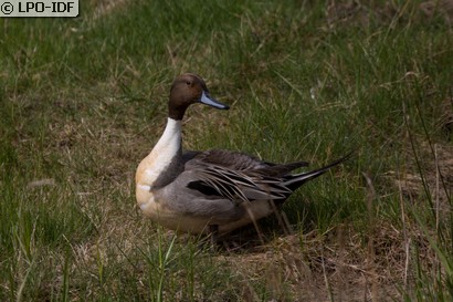 Canard pilet