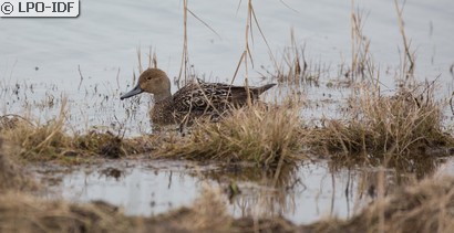 Canard pilet