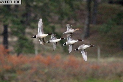 Canard pilet