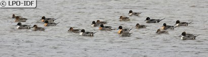 Canard pilet