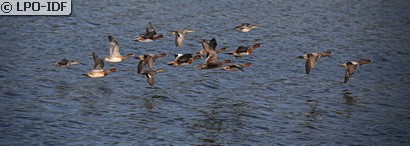 Canard siffleur
