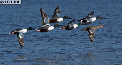 Canard souchet