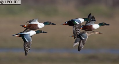 Canard souchet